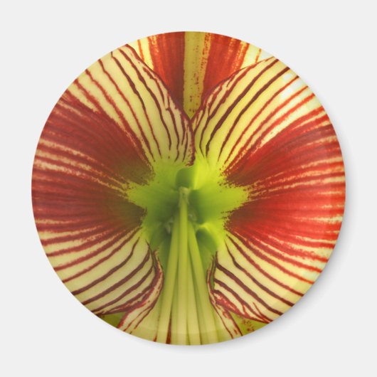 Butterfly Amaryllis Magnet (Vorne)