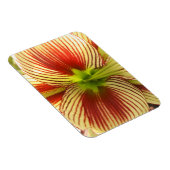 Butterfly Amaryllis Magnet (Rechte Seite)