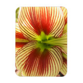 Butterfly Amaryllis Magnet (Vertikal)