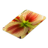 Butterfly Amaryllis Magnet (Linke Seite)