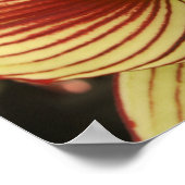 Butterfly Amaryllis Poster (Ecke)