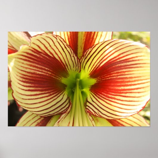 Butterfly Amaryllis Poster (Vorne)