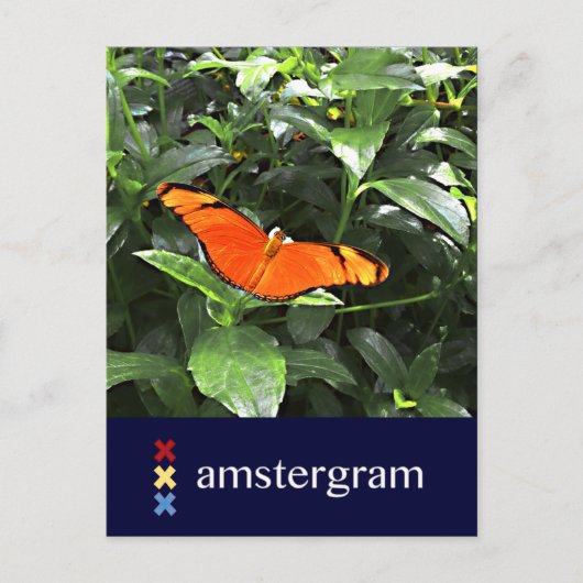 Butterfly Amsterdam Postkarte (Vorderseite)