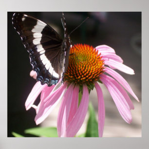 Butterfly and Echinecea 68 Poster