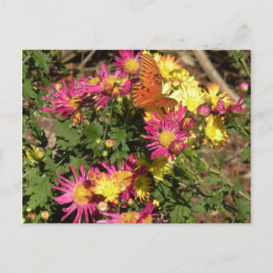 Butterfly at Bellingrath Gardens Postkarte