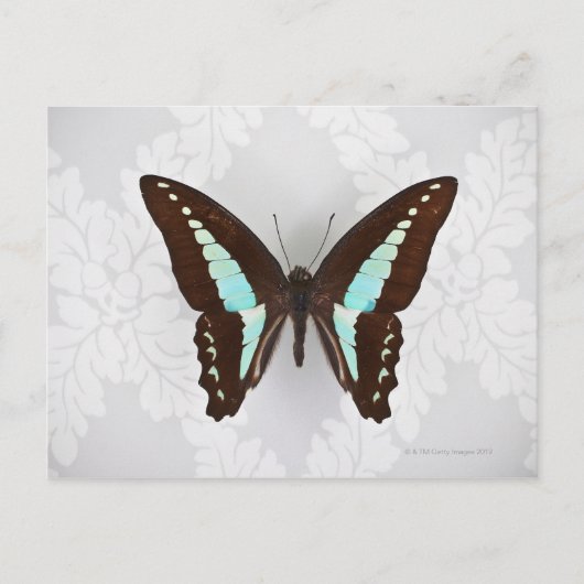 Butterfly auf Hintergrundbild Postkarte (Vorderseite)