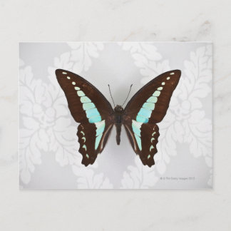 Butterfly auf Hintergrundbild Postkarte