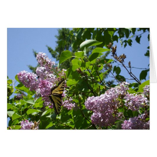 Butterfly auf Lilac Bush (Vorderseite (Horizontal))
