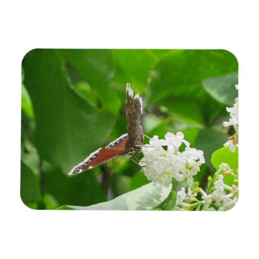 Butterfly auf Spring Lilac Magnet (Horizontal)