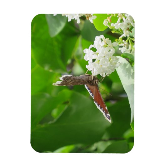Butterfly auf Spring Lilac Magnet (Vertikal)