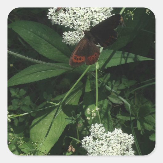 Butterfly-Aufkleber Quadratischer Aufkleber (Vorderseite)