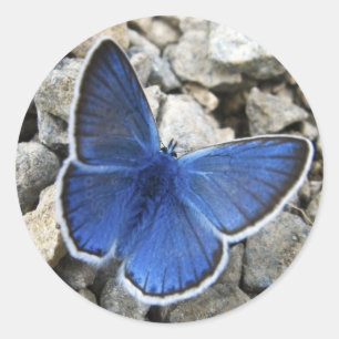 Butterfly-Aufkleber Runder Aufkleber