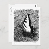 Butterfly Beauty - B&W Insect Nah-Up Foto Postkarte (Vorne/Hinten)