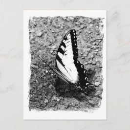 Butterfly Beauty - B&W Insect Nah-Up Foto Postkarte