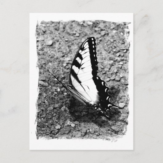 Butterfly Beauty - B&W Insect Nah-Up Foto Postkarte (Vorderseite)