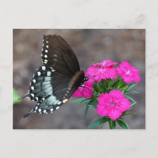 Butterfly Beauty Postkarte (Vorderseite)