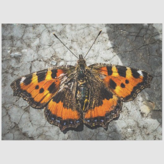 Butterfly Birthday Seidenpapier (Vorderseite)