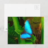 Butterfly Blue Nah hoch Postkarte (Vorne/Hinten)