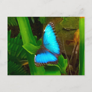 Butterfly Blue Nah hoch Postkarte