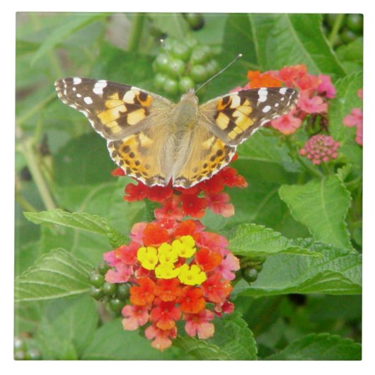 Butterfly-Blume Fliese (Vorderseite)