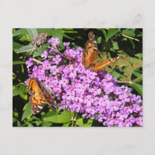 Butterfly Buddies ~ Postcard Postkarte