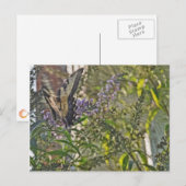Butterfly Bush 2 Postkarte (Vorne/Hinten)