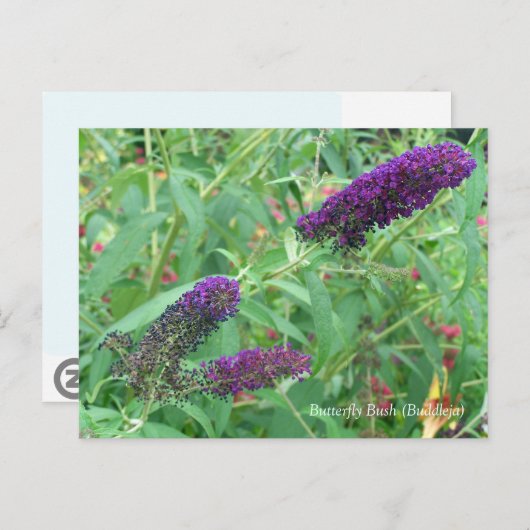 Butterfly Bush Buddleja Davidii Floral Postkarte (Vorne/Hinten)