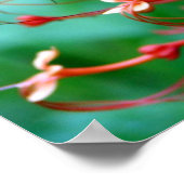 Butterfly Bush Poster (Ecke)