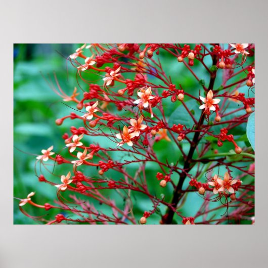 Butterfly Bush Poster (Vorne)