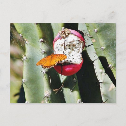 Butterfly Butterflies Cactus Postkarte (Vorderseite)