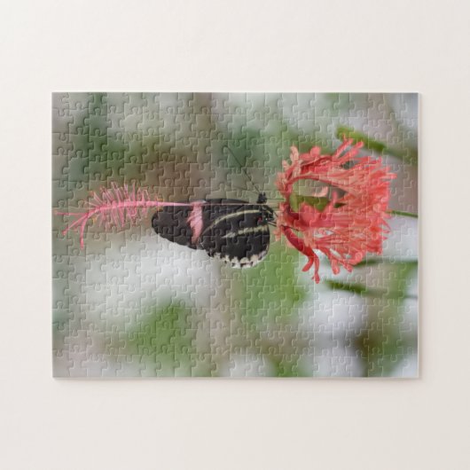 Butterfly Butterflies Naturfotografie Garten Puzzle (Horizontal)