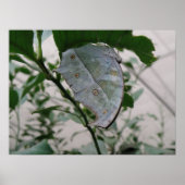Butterfly Camouflage Print Poster (Vorne)