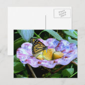 Butterfly-Cartoon Postkarte (Vorne/Hinten)