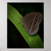 Butterfly Closeup Foto Poster (Vorne)