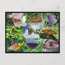 Butterfly Collage Postcard