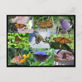 Butterfly Collage Postcard Postkarte