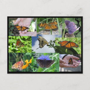 Butterfly Collage Postcard Postkarte