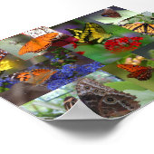Butterfly Collage Poster (Ecke)