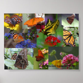 Butterfly Collage Poster