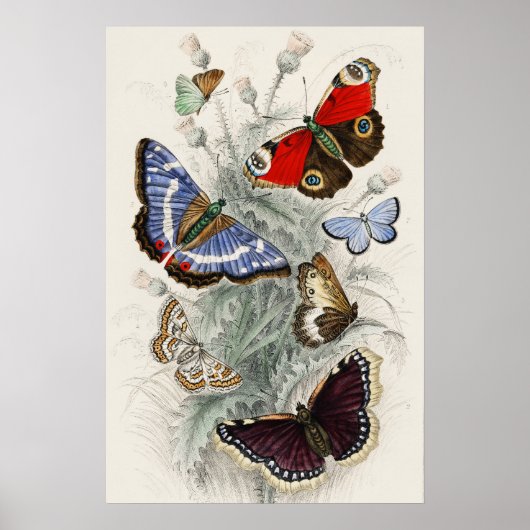 Butterfly Collection Antike farbenfrohe Schmetterl Poster (Vorne)