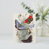 Butterfly Collection Antike farbenfrohe Schmetterl Postkarte (Stehend Vorderseite)