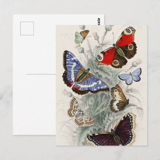 Butterfly Collection Antike farbenfrohe Schmetterl Postkarte (Vorne/Hinten)