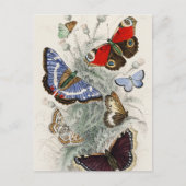 Butterfly Collection Antike farbenfrohe Schmetterl Postkarte (Vorderseite)
