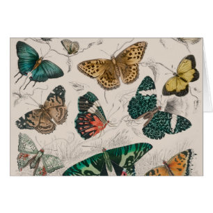Butterfly Collection Antike Schmetterlinge