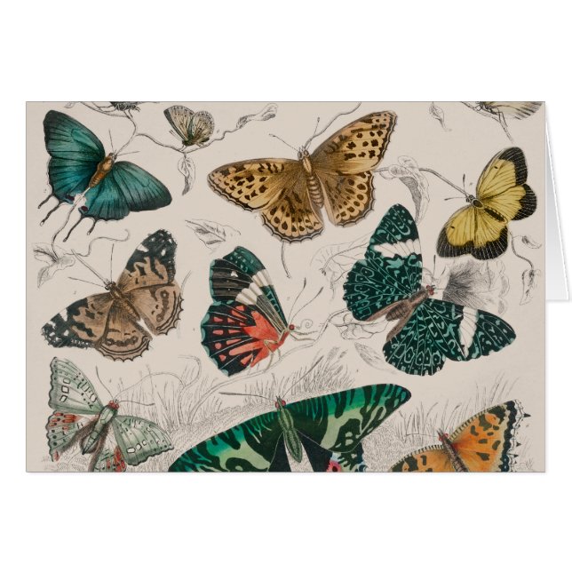 Butterfly Collection Antike Schmetterlinge (Vorderseite (Horizontal))