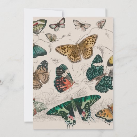 Butterfly Collection Antike Schmetterlinge Einladung (Rückseite)