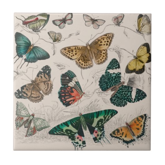 Butterfly Collection Antike Schmetterlinge Fliese (Vorderseite)