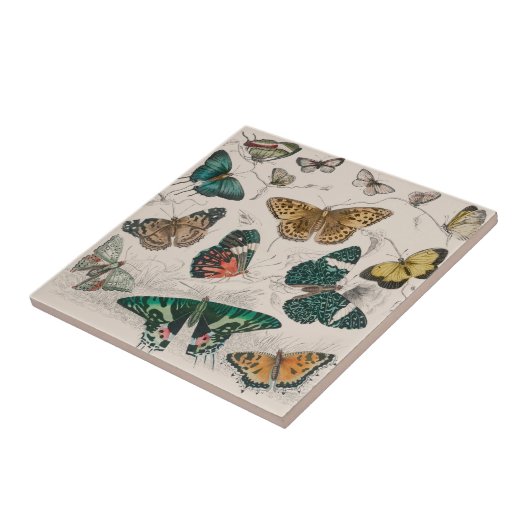 Butterfly Collection Antike Schmetterlinge Fliese (Seite)