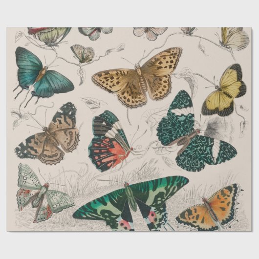 Butterfly Collection Antike Schmetterlinge Geschenkpapier (Flach)