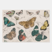 Butterfly Collection Antike Schmetterlinge Geschenkpapier Set (Vorderseite)